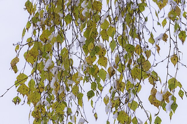 birch leaves in fall to winter