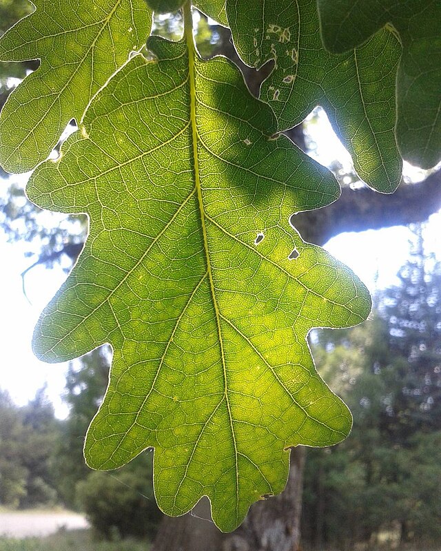 chene feuille
